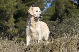 GOLDEN RETRIEVER 504